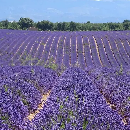 La Maison Dans L'olivette *
