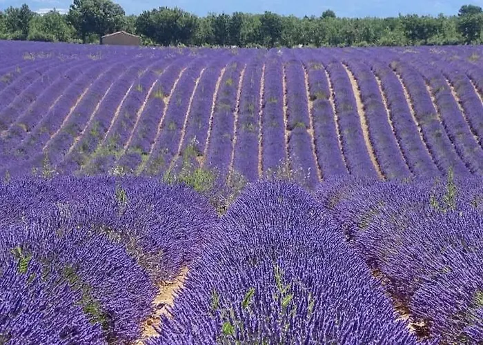 La Maison Dans L'olivette *